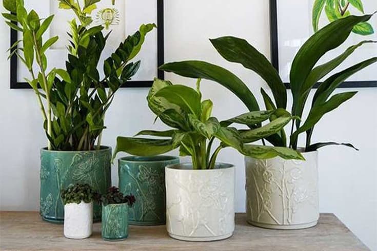 Ivyline x Kew Gardens-banner-image