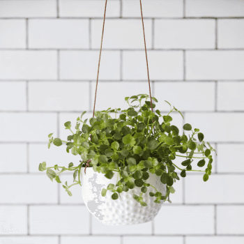 Image showing the Indoor Hanging Pot, Dot Design, White product.