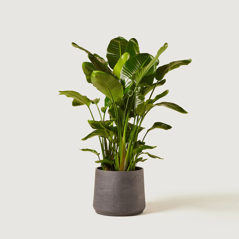 Nicolau the strelitzia nicolai with grey clay pot, 38 x 160cm