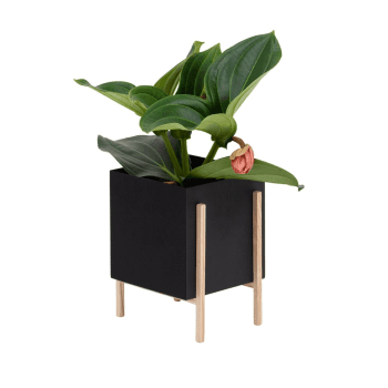 Image showing the Botanical Standing planter, H71cm, Black product.