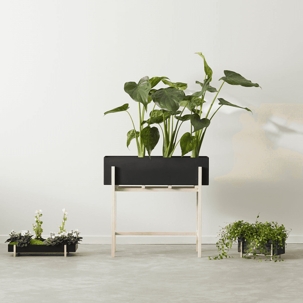 Botanic Box, Black
