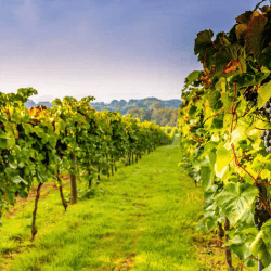 Image showing the Vineyard Tour with Wine and Cheese Tasting for Two at Bolney Wine Estate product.