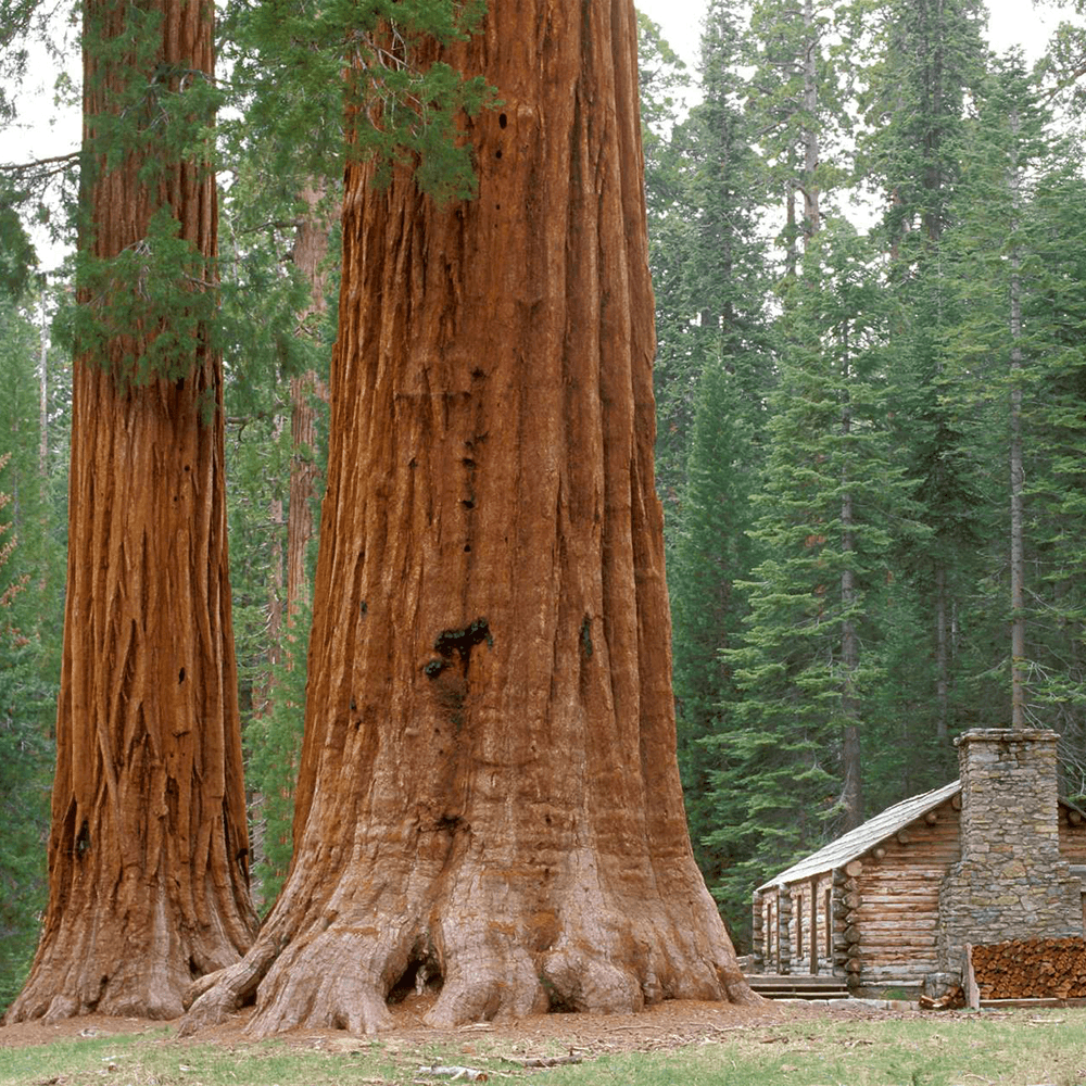 A Donation Towards One Life One Tree