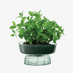 Image showing the Canopy, Self Watering Planter product.
