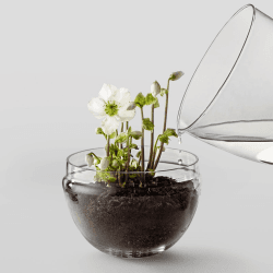 Image showing the Grow Large greenhouse, D20 x H32cm, Clear product.