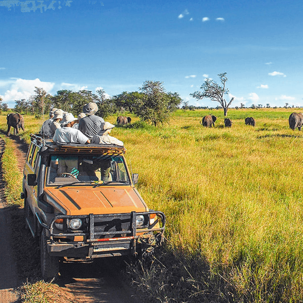 Wild Safari £150