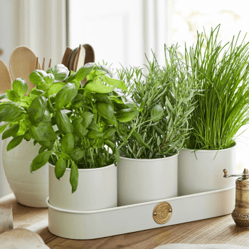 Image showing the Set of 3 Herb Pots, Cream product.