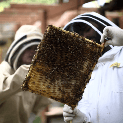 Image showing the Urban Beekeeping and Honey Craft Beer Tasting for Two product.