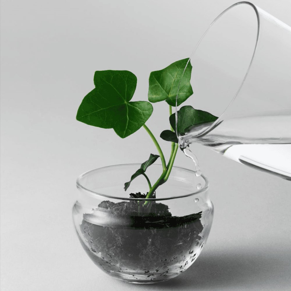 Grow Small greenhouse, D8 x H14cm, Clear