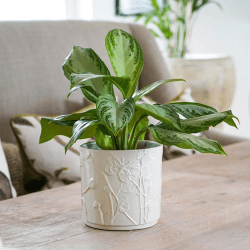 Image showing the Kew Botanical Retreat Stoneware Meadow Planter, D21cm, Cream product.