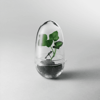 Image showing the Grow Small greenhouse, D8 x H14cm, Clear product.