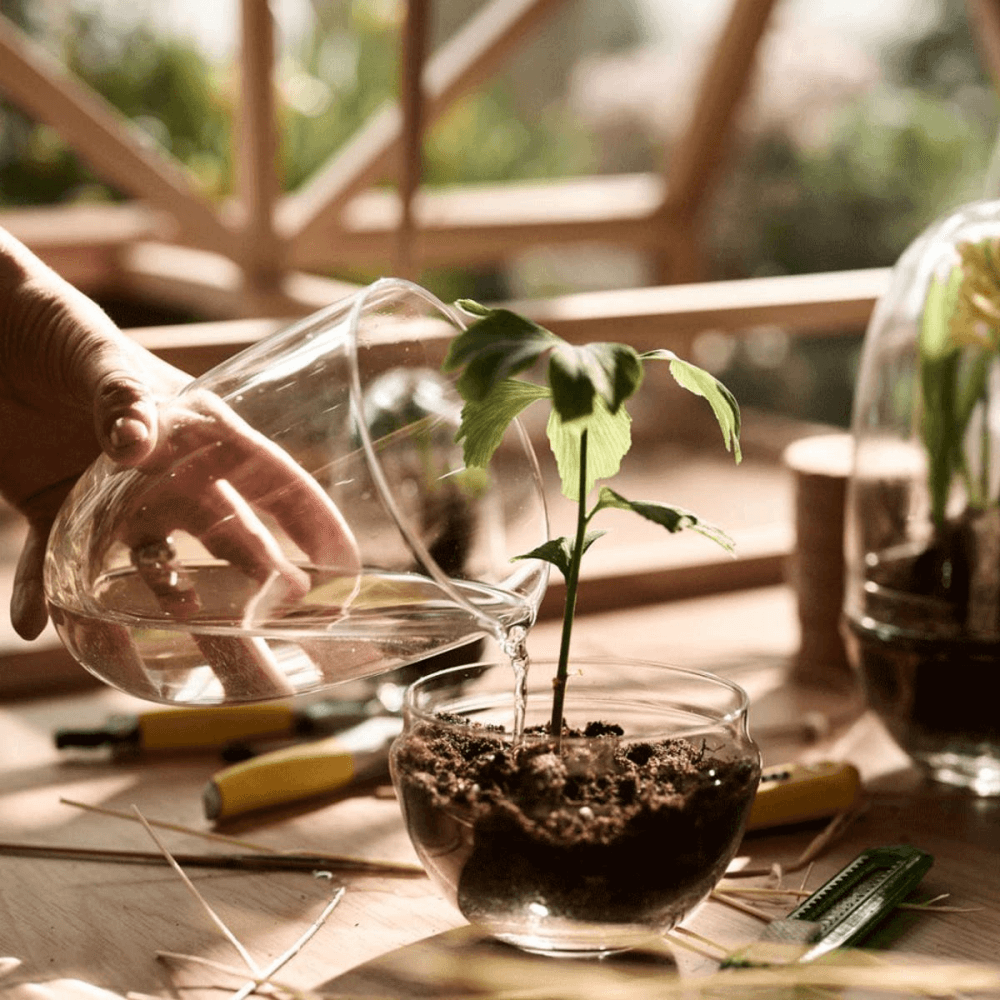 Grow Medium greenhouse, D12 x H24cm, Clear