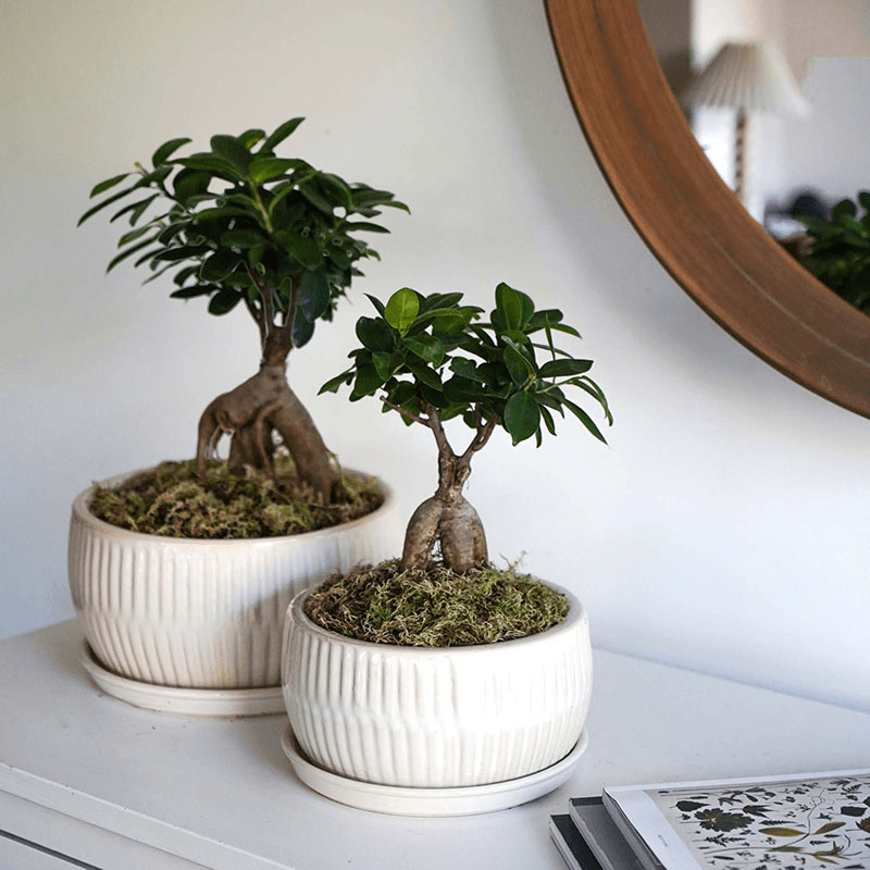 Bonsai Set of 2 Planters, White