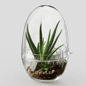 Image showing the Grow Large greenhouse, D20 x H32cm, Clear product.