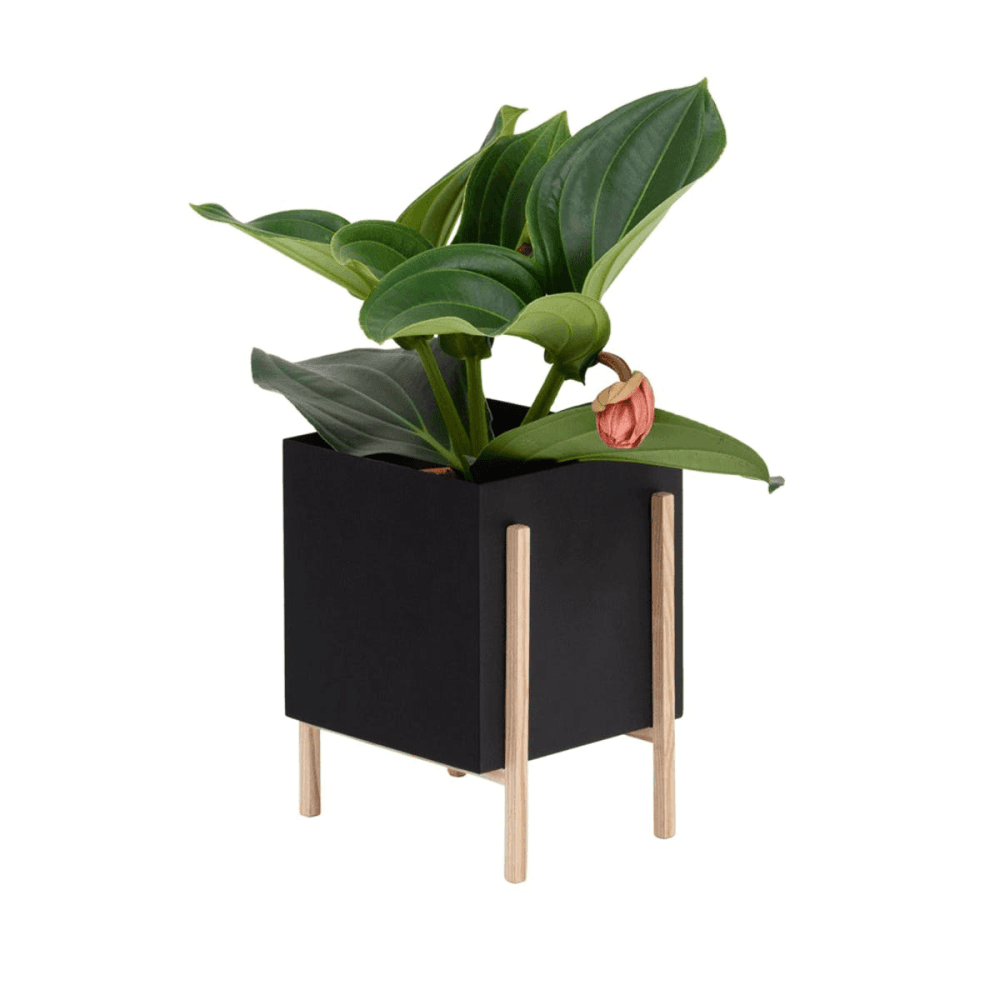 Botanical Standing planter, H71cm, Black