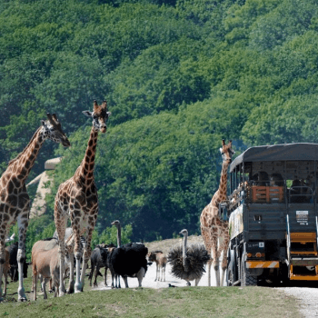 Image showing the Port Lympne Reserve Visit, Truck Safari and Afternoon Tea for Two product.