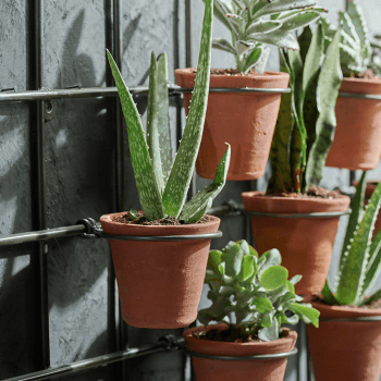 Image showing the Jara Wall hung planter, 49 x 86 x 14cm, Terracotta/Black product.