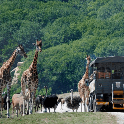 Image showing the Port Lympne Reserve Visit, Truck Safari and Afternoon Tea for Two product.