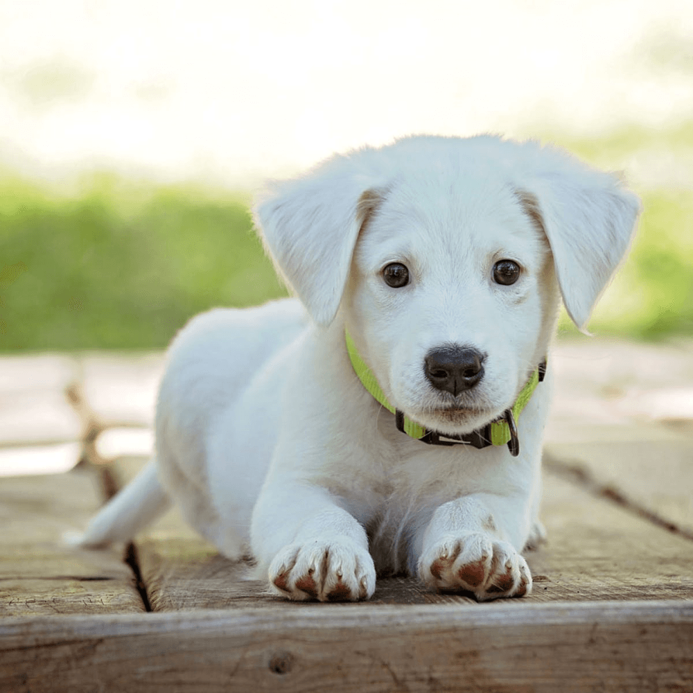 Contributions to Puppy Fund £100