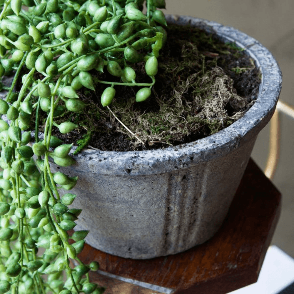 Faux String of Pearls Plant in Pot, Green/Grey