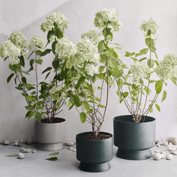 Image showing the RO Flower Pot, D30cm, Green product.