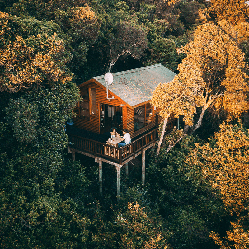 Tree House stay in New Forest £50