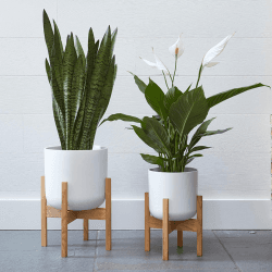 Image showing the Lisbon Planter, H25.5 x W26 x D26cm, White product.