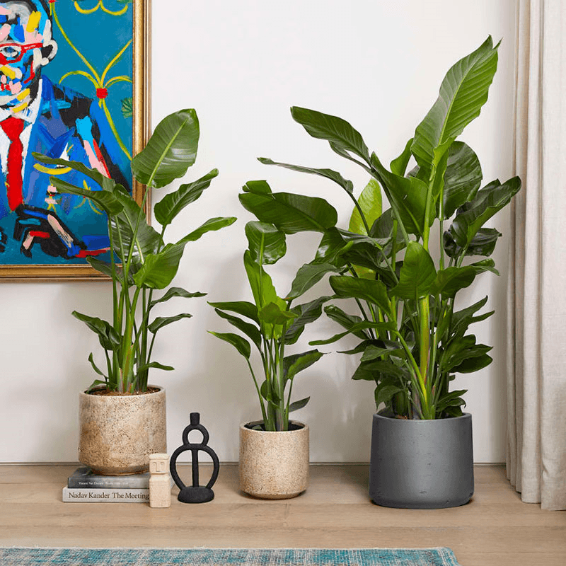 Nicolau the strelitzia nicolai with grey clay pot, 38 x 160cm