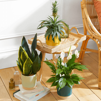 Image showing the 3 Months of Plants product.