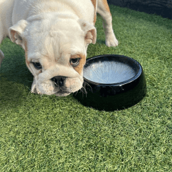 Image showing the Halo Pet Bowl, D21 x H7cm, Black product.