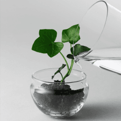 Image showing the Grow Small greenhouse, D8 x H14cm, Clear product.