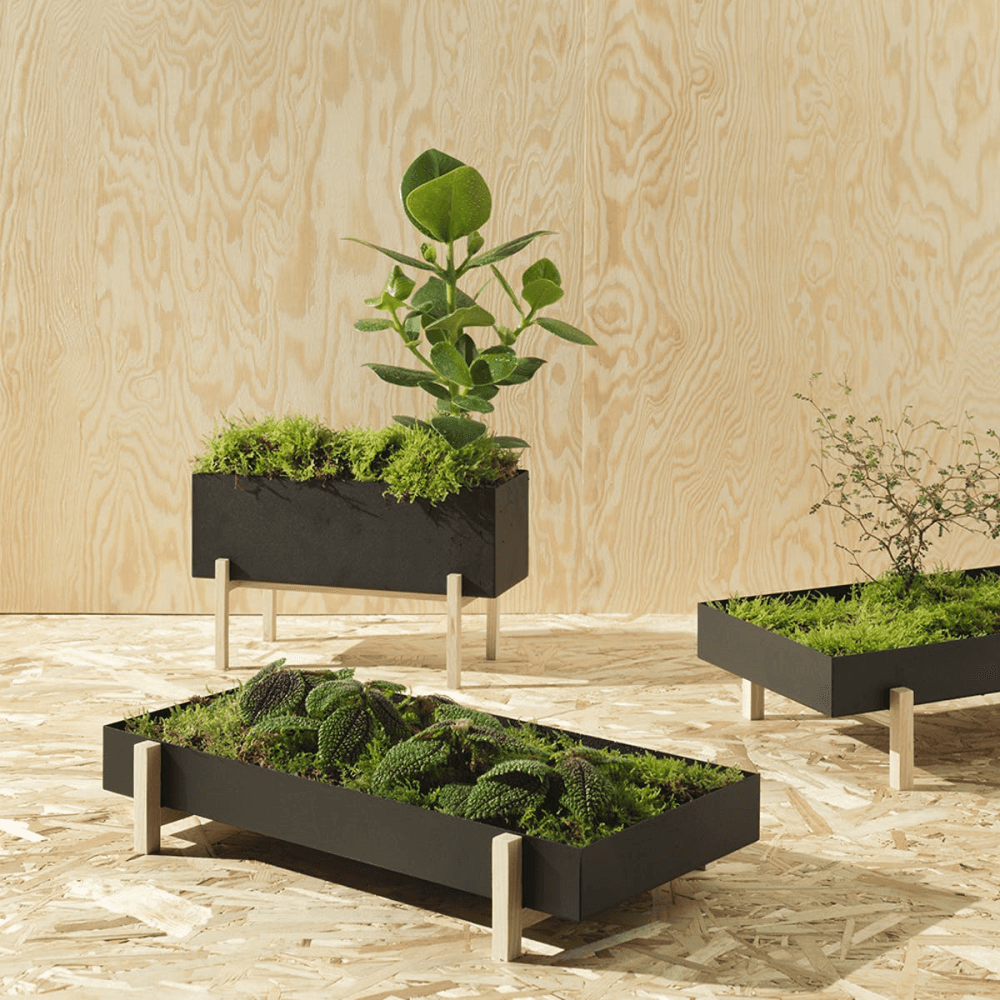 Botanic Box, Black