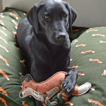 Image showing the 'Foxes' Dog Toy product.