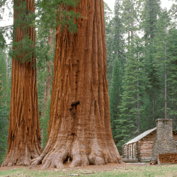 Image showing the A Donation Towards One Life One Tree product.