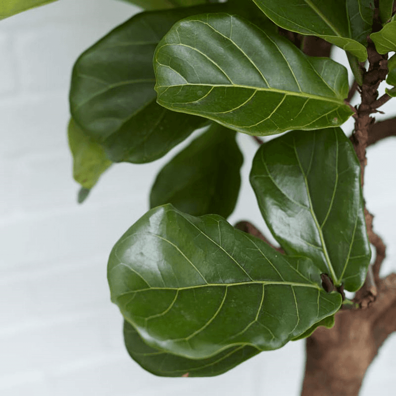 Fidel the fiddle-leaf fig tree with charcoal clay pot, 38 x 170cm
