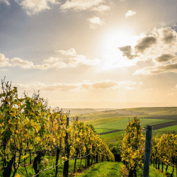 Image showing the Honeymoon Vineyard Tour £75 product.