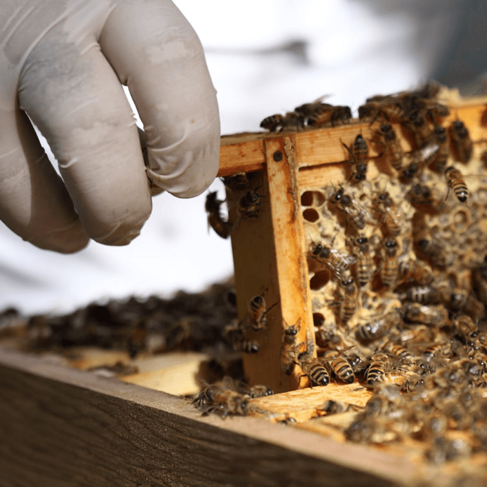 Urban Beekeeping and Honey Craft Beer Tasting for Two