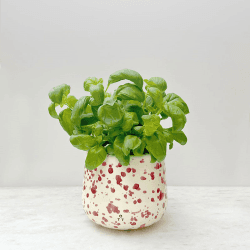 Image showing the Splatter Indoor Planter, D15 x H13cm, Cranberry product.