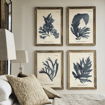 Image showing the Seaweed Set of 4 framed prints, H61 x W83cm product.