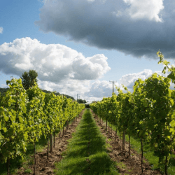 Image showing the Vineyard Tour and Tasting for Two at Aldwick Court Farm & Vineyard product.