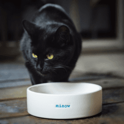 Image showing the 'Miaow' Cat Bowl product.