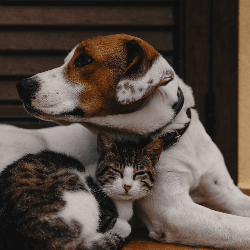 Boarding Kennels/Cattery Fund