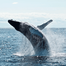 Image showing the Honeymoon Whale Watching Experience £100 product.