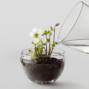 Image showing the Grow Large greenhouse, D20 x H32cm, Clear product.