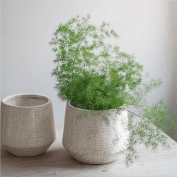 Image showing the Ravello Ridged Pot, D25cm, White product.