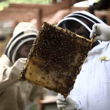 Image showing the Urban Beekeeping and Honey Craft Beer Tasting for Two product.