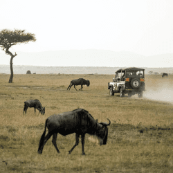 Image showing the Wild Safari £100 product.