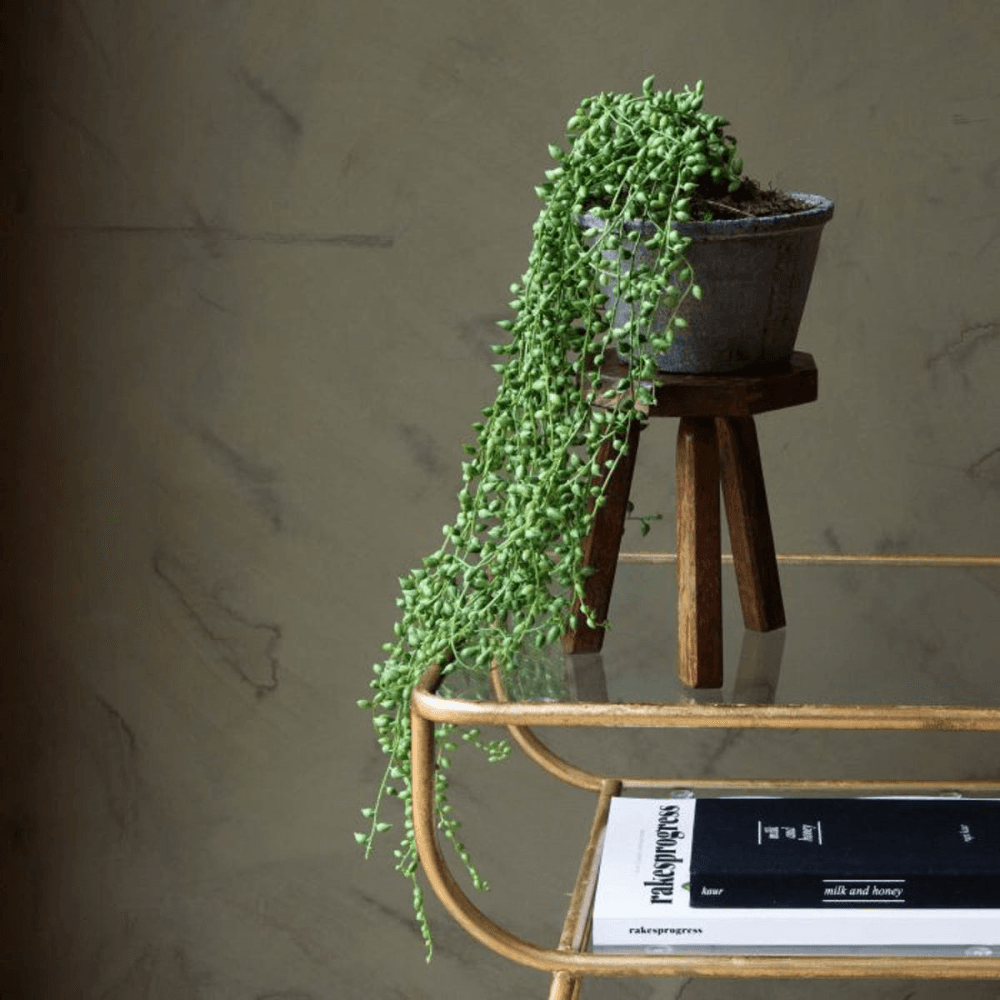 Faux String of Pearls Plant in Pot, Green/Grey