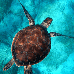 Image showing the Honeymoon Snorkelling Experience for Two £50 product.