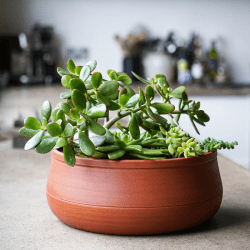 Image showing the Kew Temperate House Handthrown Statement Bowl, D30cm, Burnt Umber product.